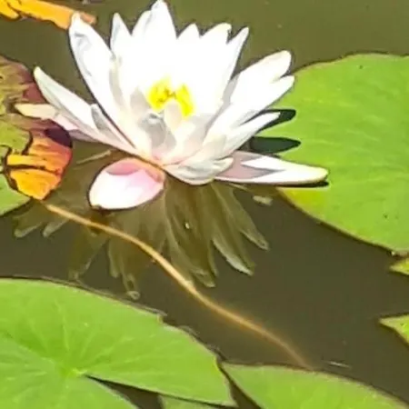 St. Maria Staré Hory